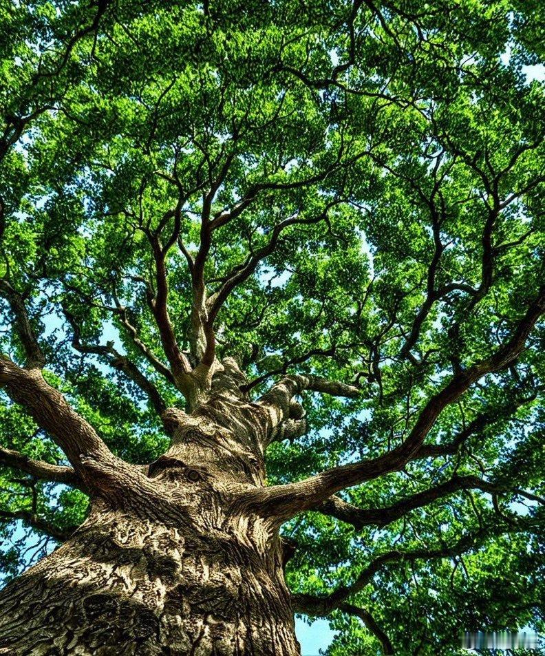 树龄400-500年的古老天使橡树。 ​​​