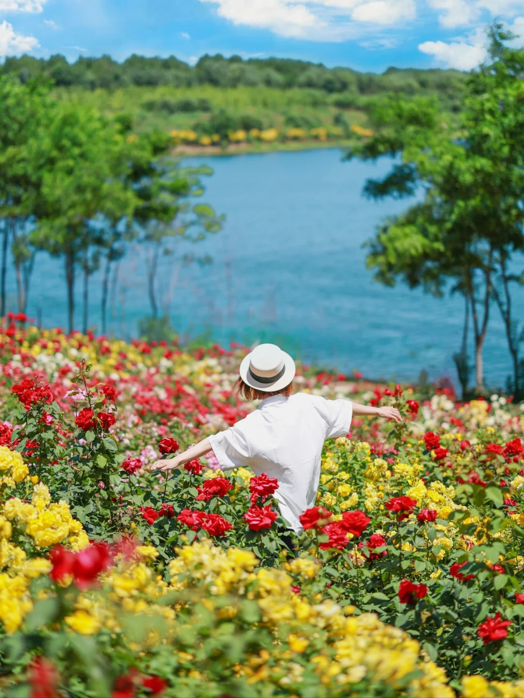 京西上新‼️花田🌸与大海🌊徒步4㎞