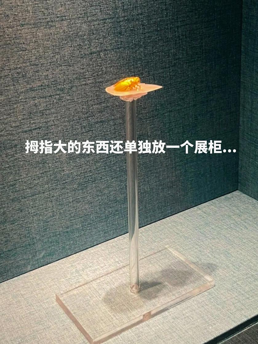 南京博物院的镇馆之宝！价值不菲的“金蝉玉叶”竟是小妾的陪葬品！