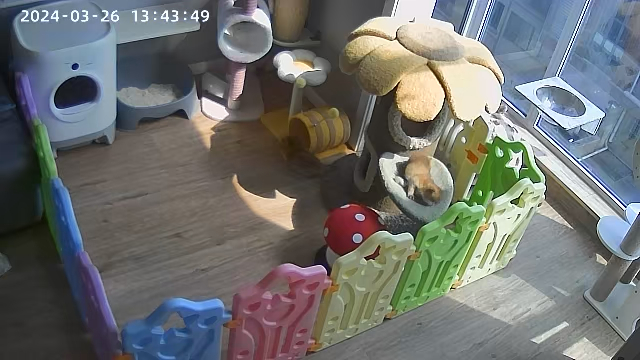 财财太可爱了#英国长毛猫##金渐层# ​​​