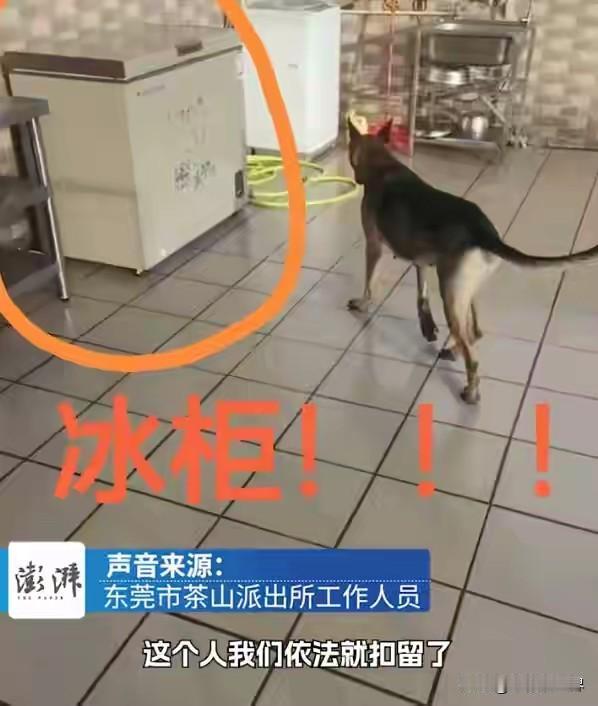 广东东莞。男子罗某某长期在社交平台伪装“爱狗家庭”人设，以免费领养为诱饵，从十余