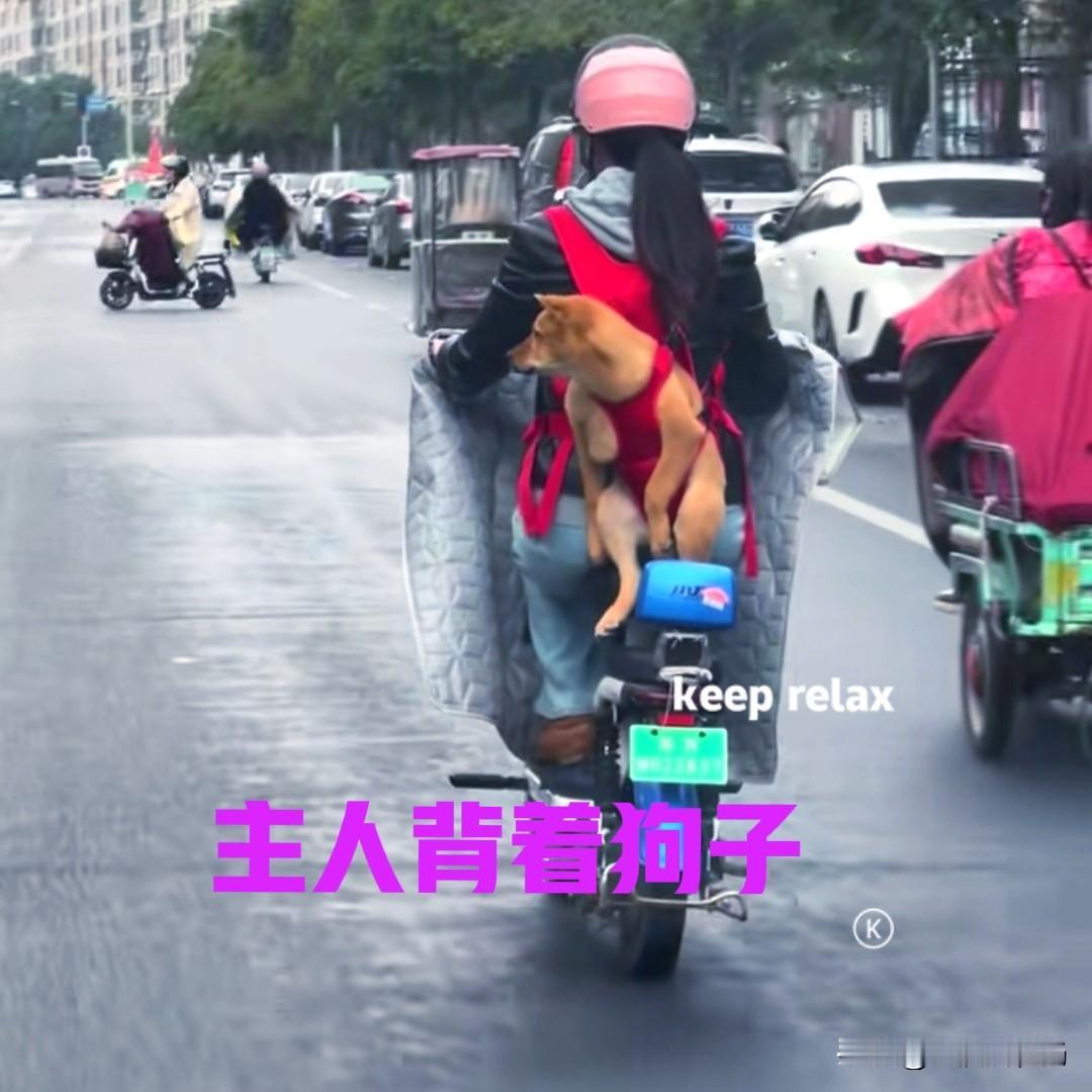 江苏的一位女士，在网上买了一只中华田园犬。小狗来自广西，跨越一千多公里来到江苏，