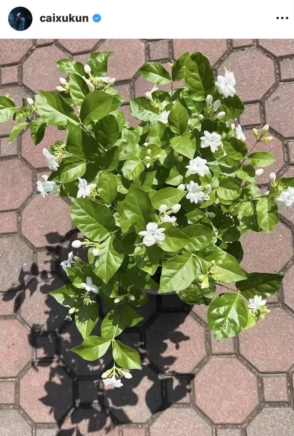 《Jasmine 》诞生记去年今天还笑蔡徐坤人到了一定的岁数 都喜欢养生赏花 
