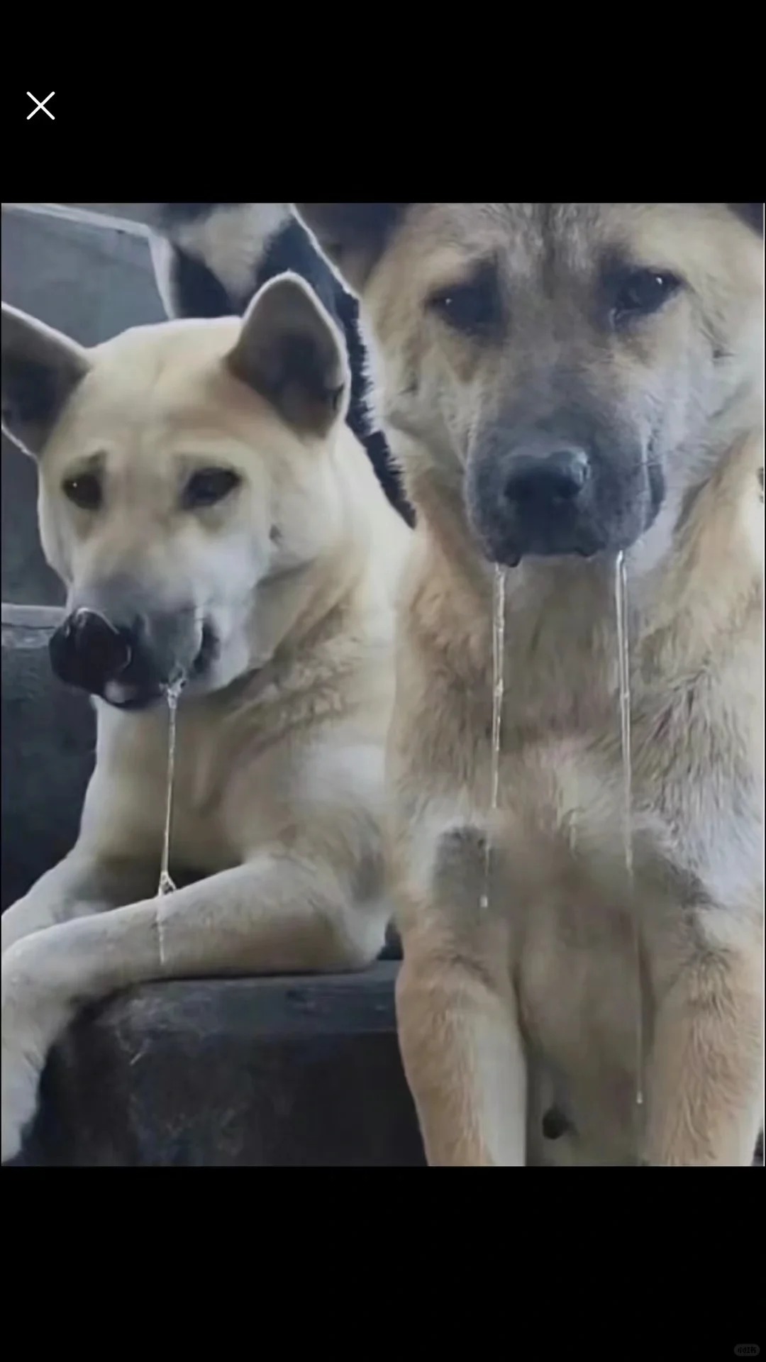 字节跳动100元标餐的免费三餐  之前就刷到过[泪][泪]想吃[泪][泪][泪]