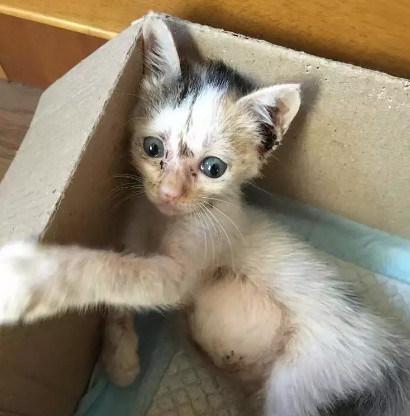 【流浪猫被挂在树上，女孩抱下来后以为是橘猫，洗干净后笑岔气了】网友分享：第一次见