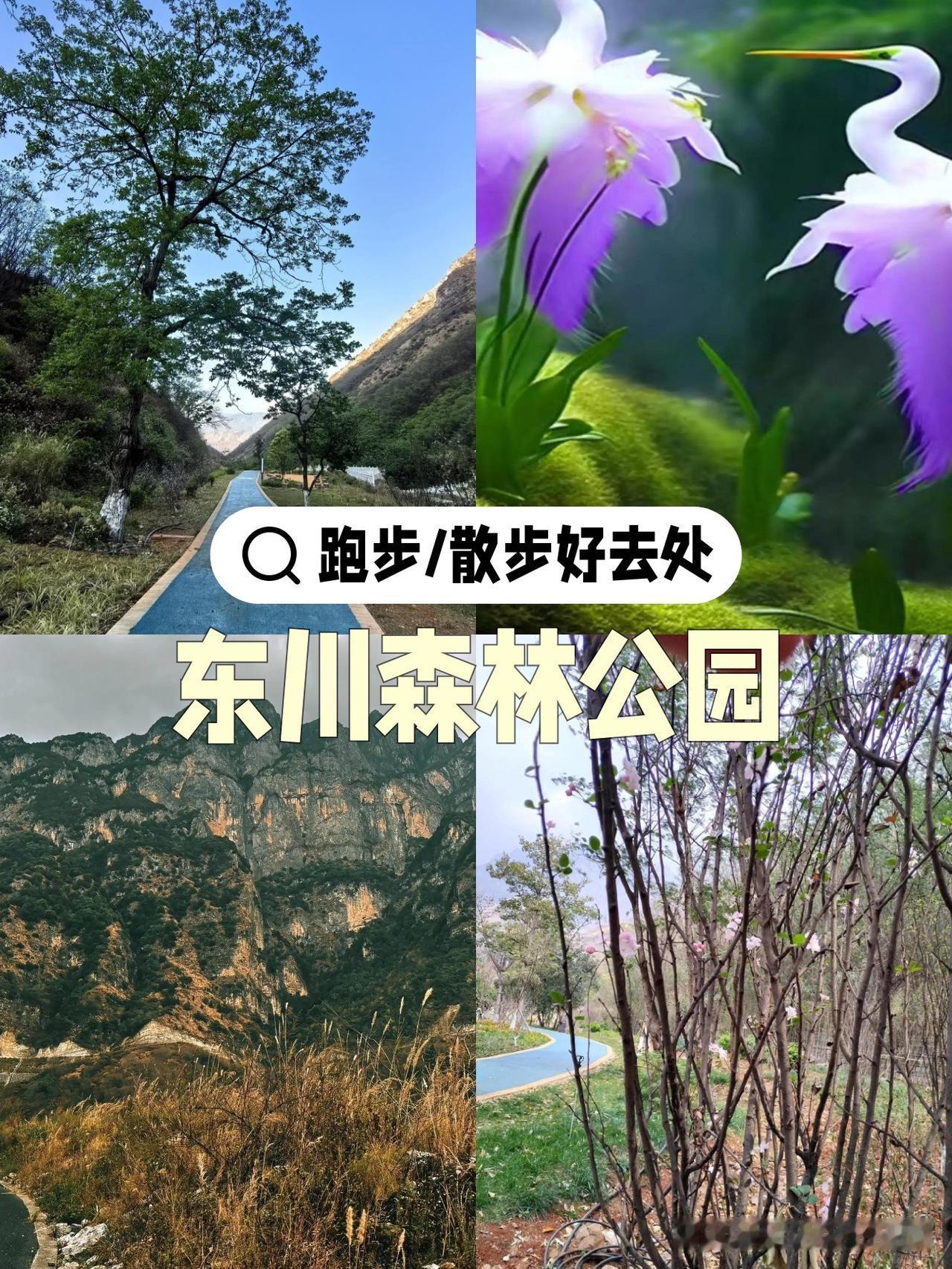 春日漫游指南｜东川森林公园全攻略

被问爆的春日跑步圣地！这份私藏路线+装备指南