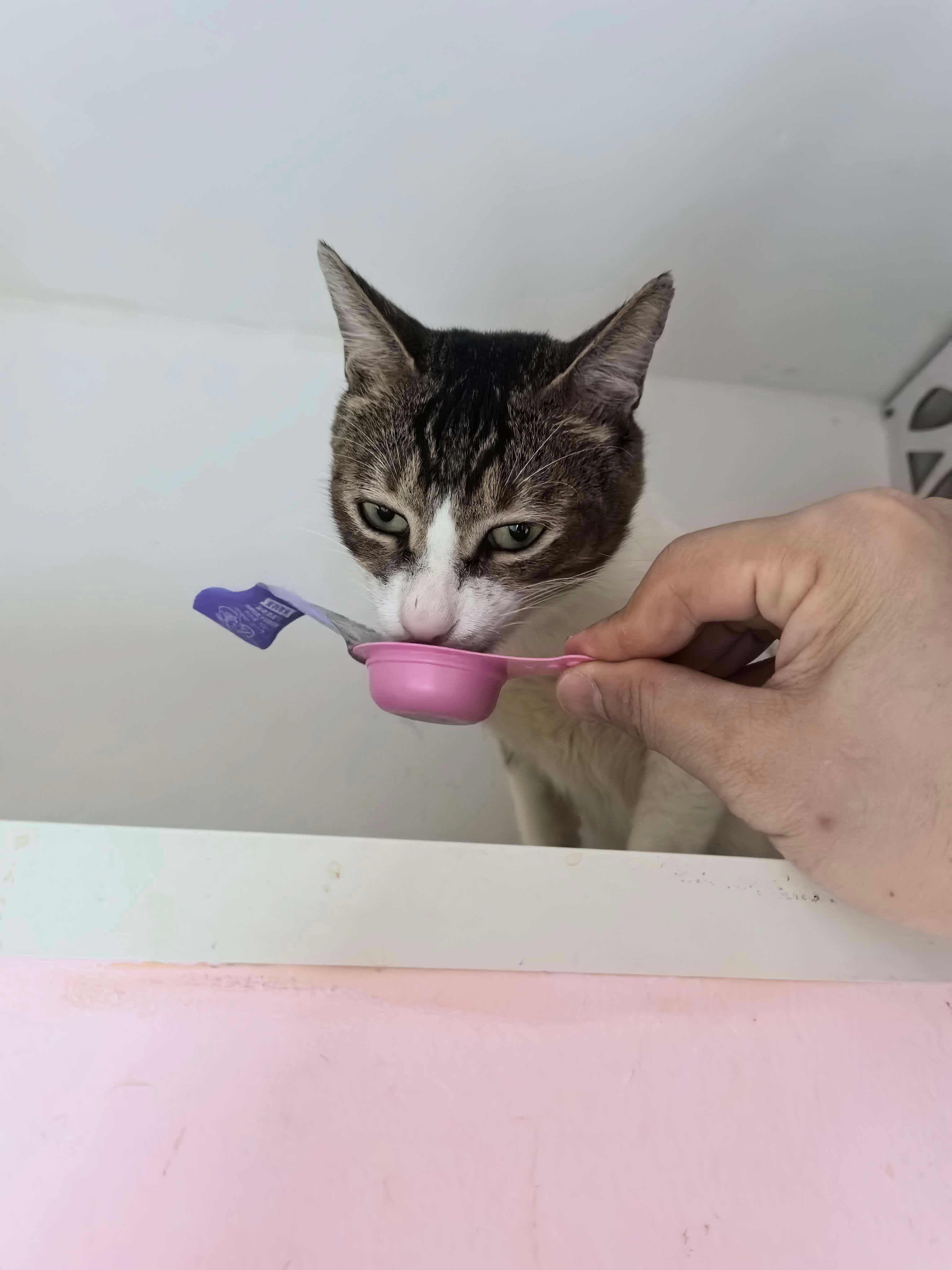 流浪猫牛牛从瘫在地上濒临死亡被发现到治好病再长胖经历了3个月。。。流浪猫 深圳