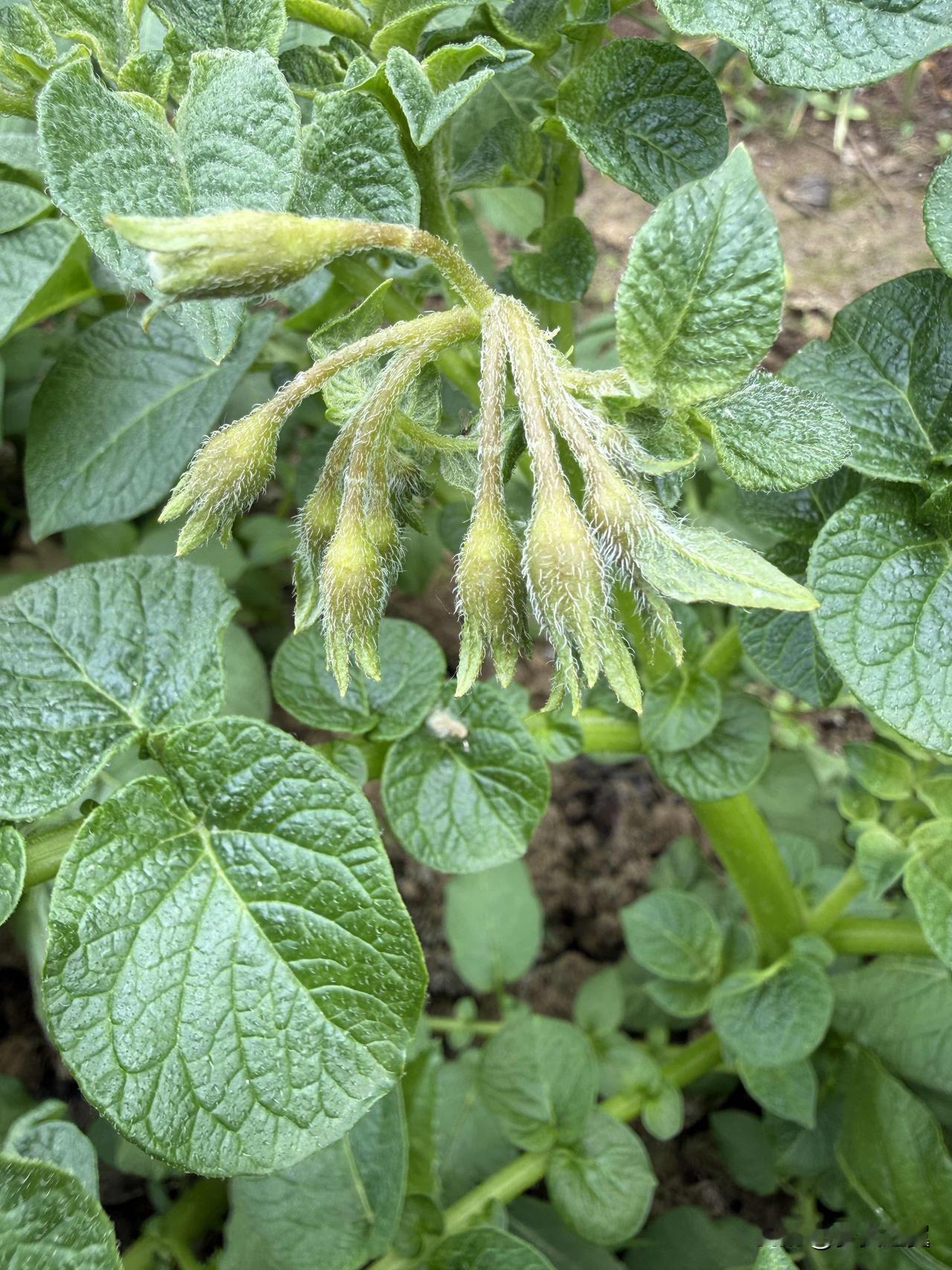 【小对联】
上：……？
下：主食。