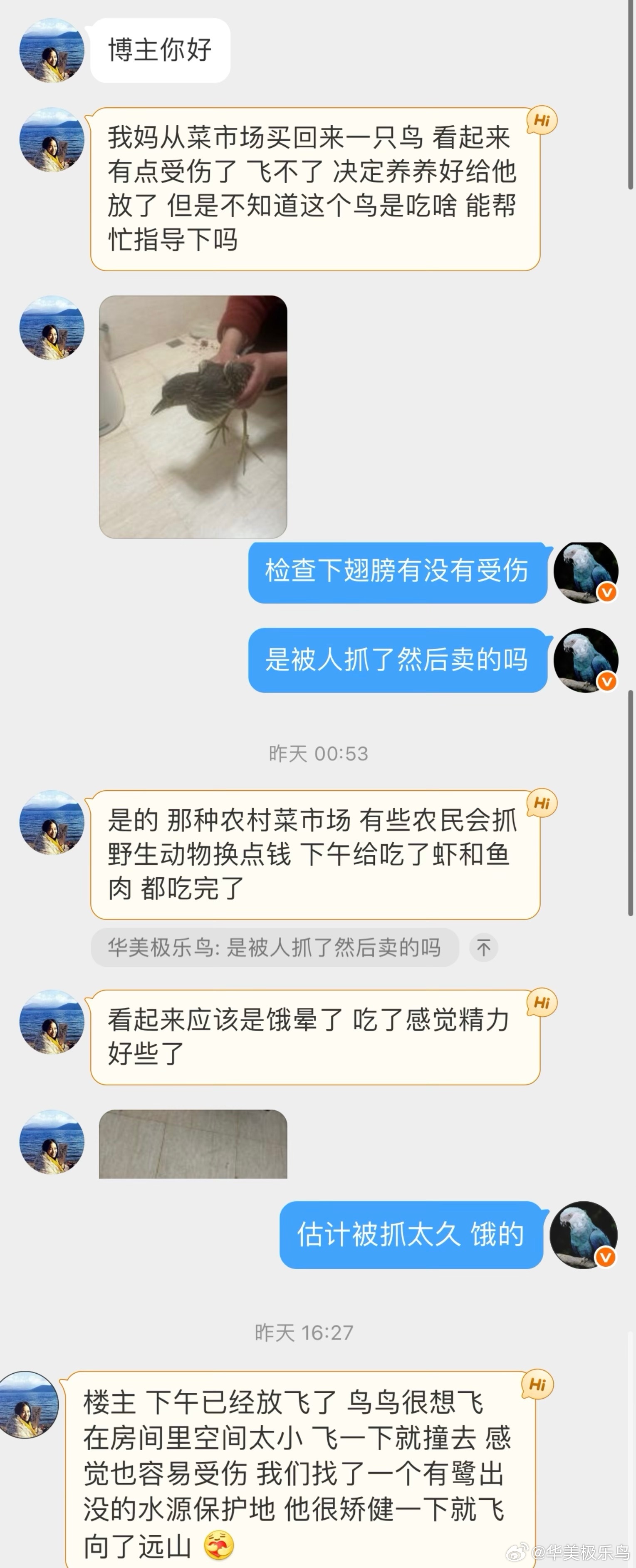 鸟粉投稿 菜市场救下一只还没成年的【夜鹭】喂了点小鱼补充体力后 成功放归大自然了