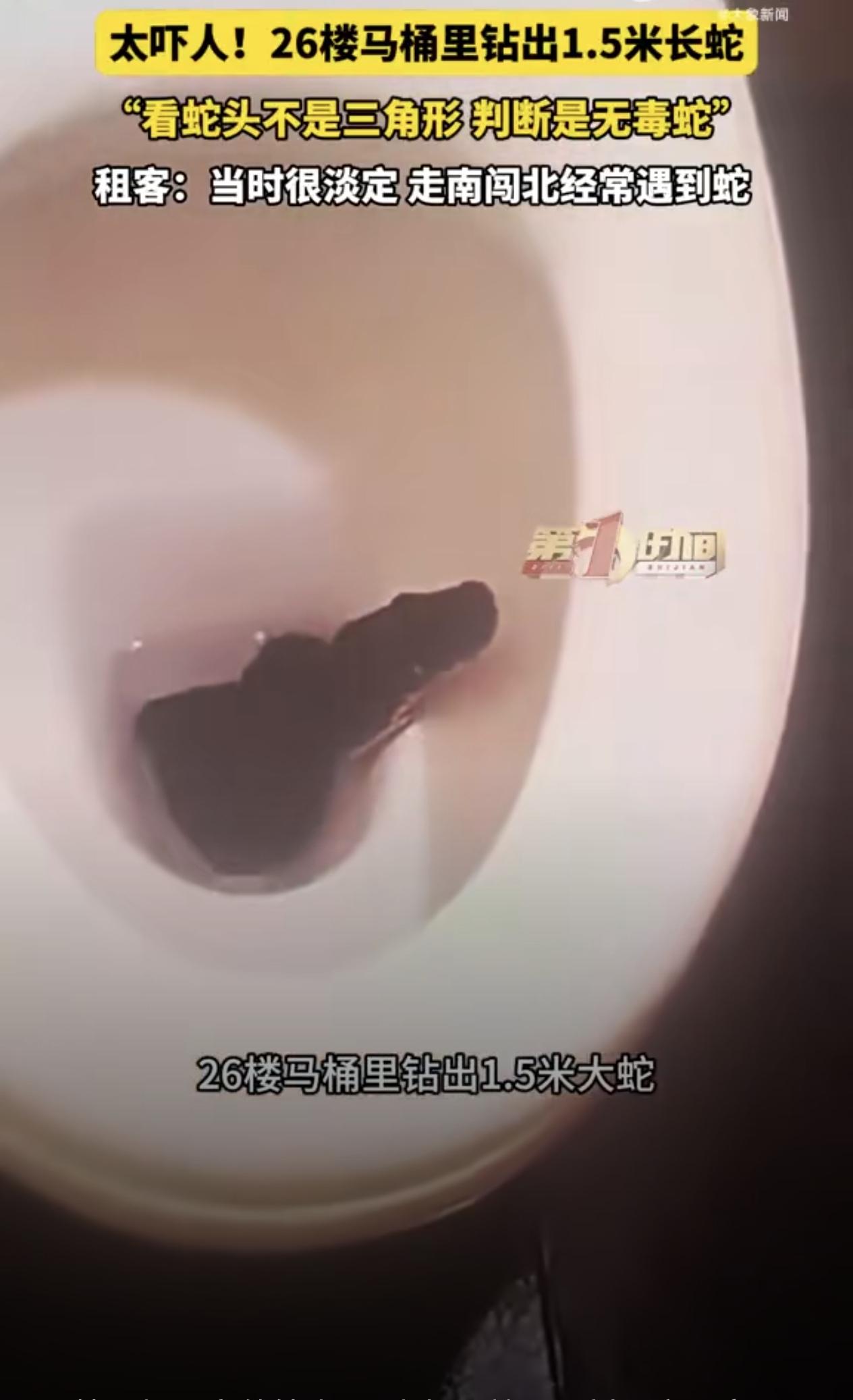 26楼马桶里突然钻出1.5米长黑蛇！四川租客观察蛇头不是三角形，称很淡定没被吓到