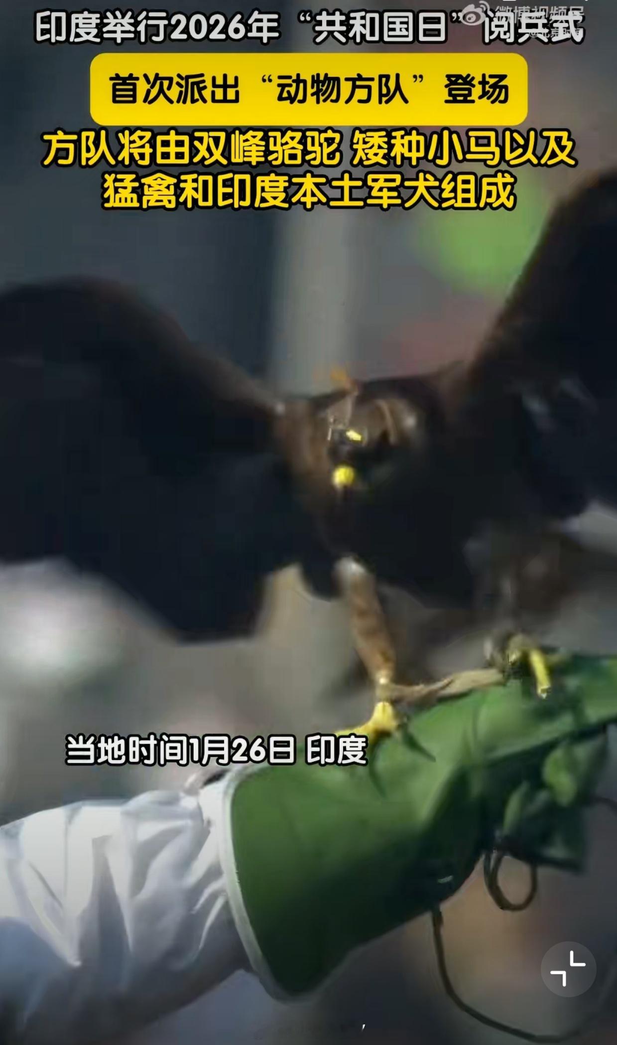 印度阅兵式东大阅兵：机器狼，无人机……南大阅兵：真猛犬，真猛禽从灵动性上讲：南大