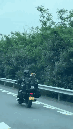 高速路上偶遇机车小姐姐还有她的拖把头小狗，发型太可爱了哈哈哈