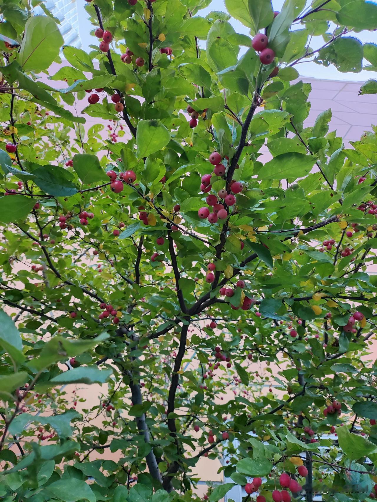 你从哪里看出来他们身材很好？你不知道他最近说现在在美不好混了了，说不准哪天被收割