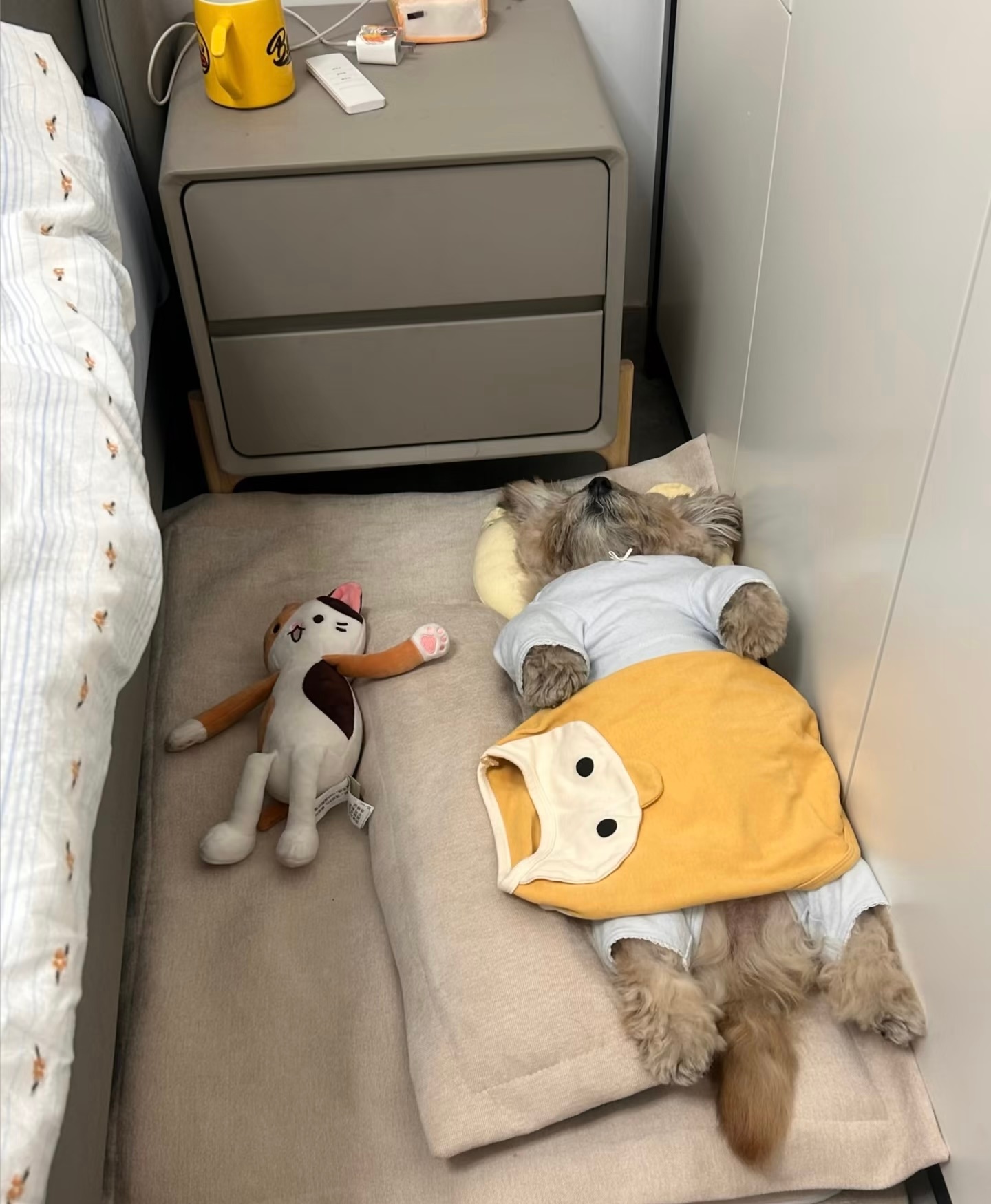 嘘🤫！起床的时候轻一点，让小狗再睡一会吧 