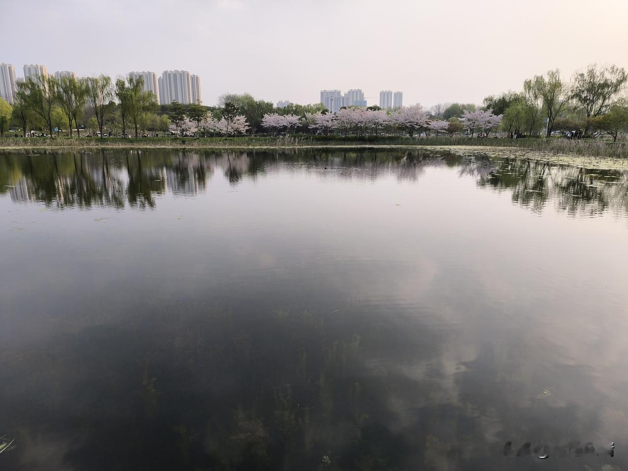 湖北武汉樱花季回顾：竹叶海公园！
