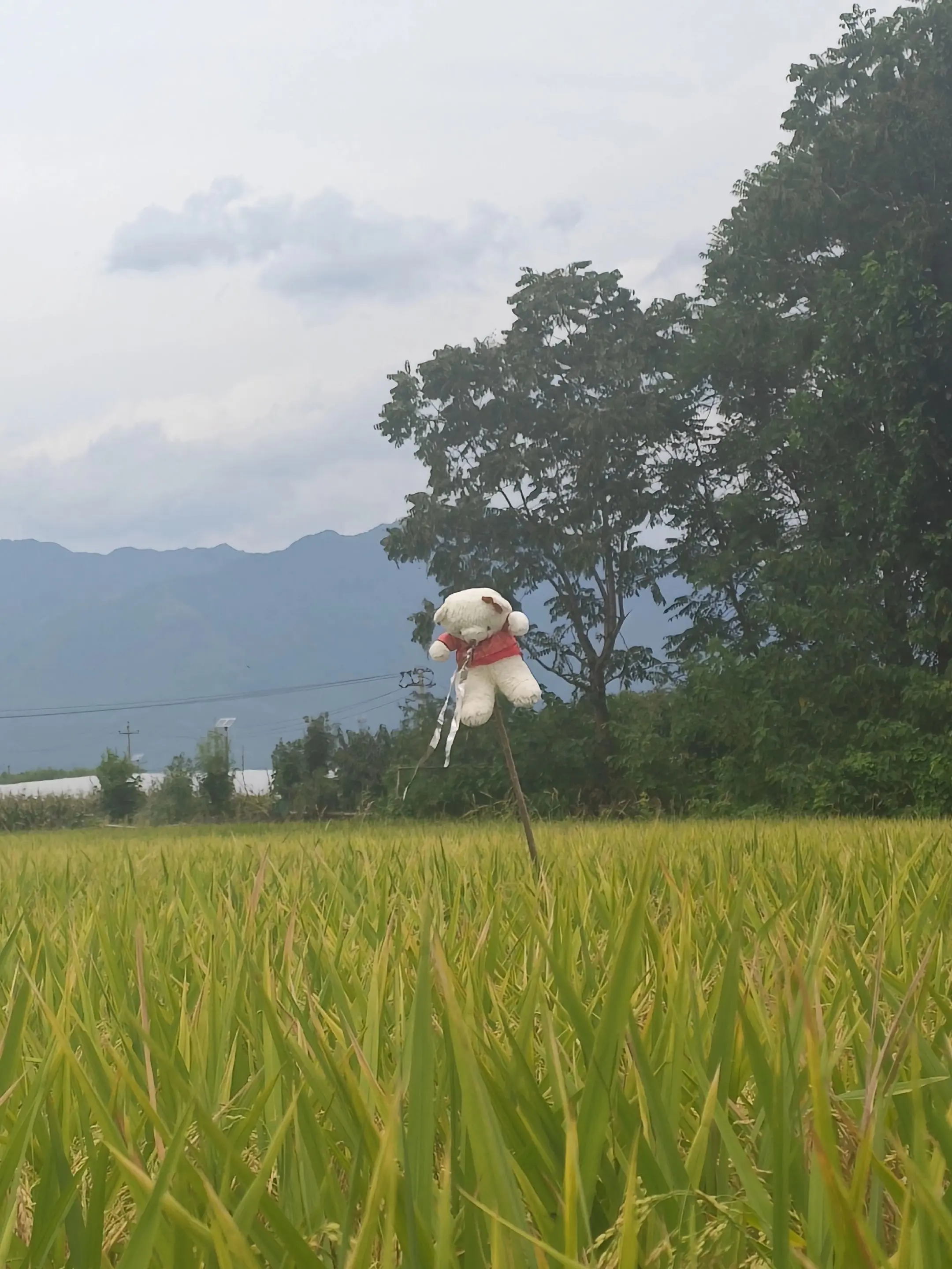 今天在稻田发现了一只稻草熊🐻。