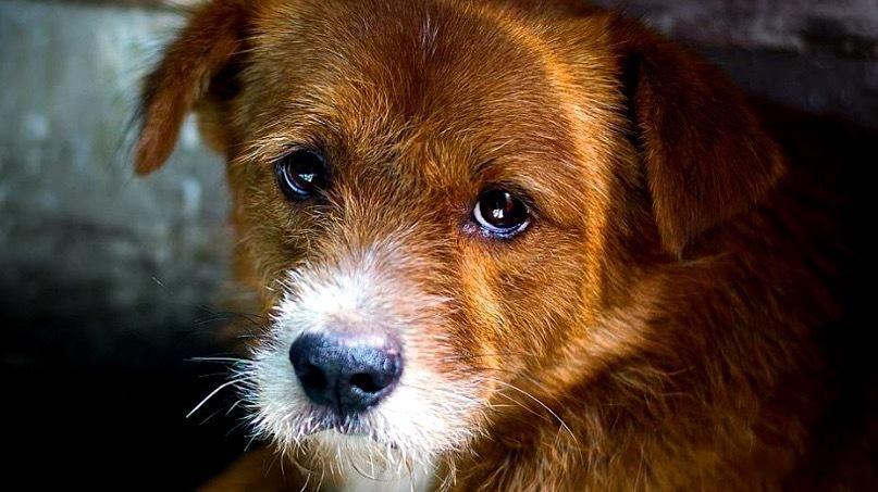 全国首个伴侣动物立法草案被删除 福建三明市发布的全国首个“伴侣动物”立法草案，在