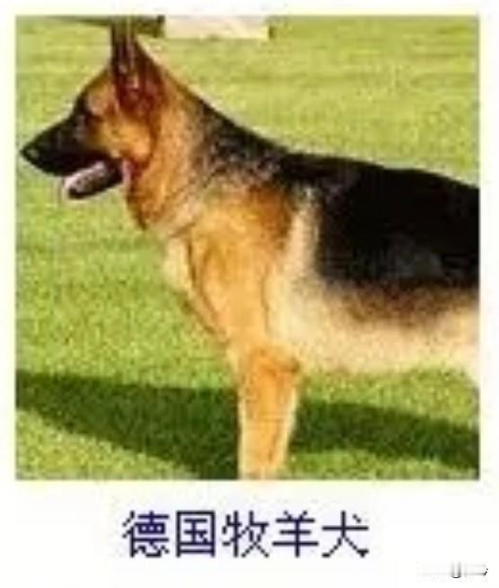 菩萨蛮15·德国牧羊犬
       褐斑轻缀苍毛劲，竖耳凝眸英气迸。舌卷暖云宽