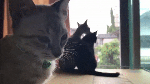 单身猫......​​​