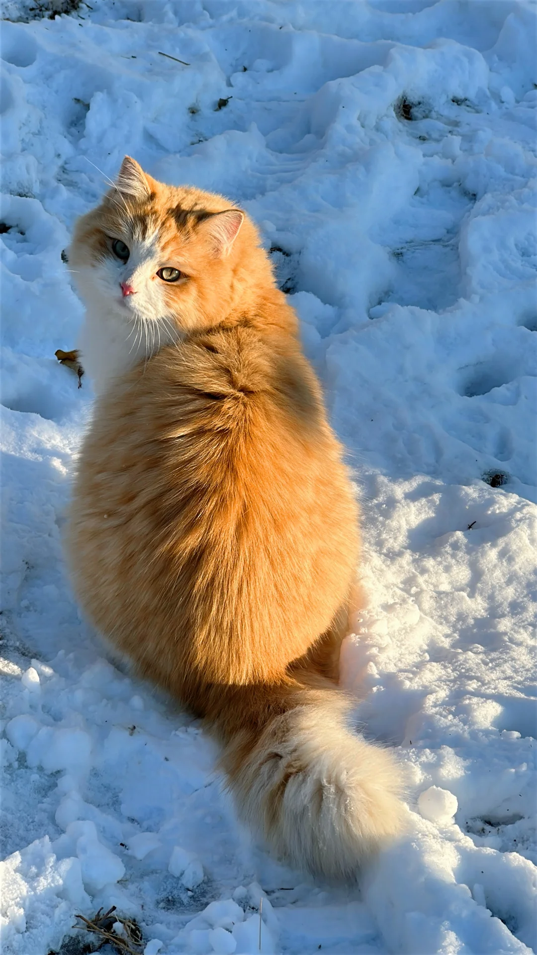 第一批回村的猫已经在雪地晒上太阳啦！