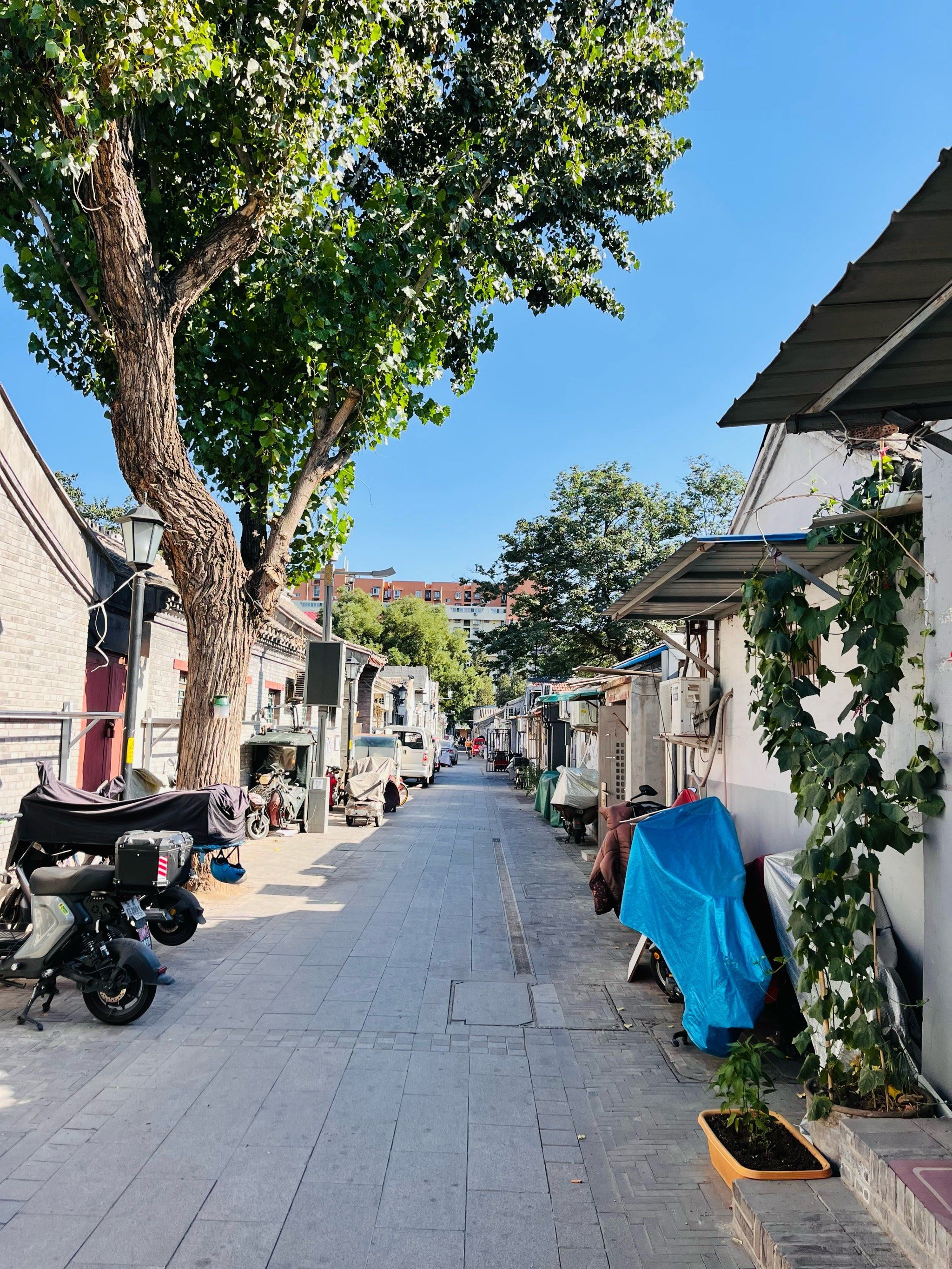 北京胡同烟火气藏不住了避开人潮钻进胡同，才发现真正的北京藏在菜市场的吆喝声、街坊