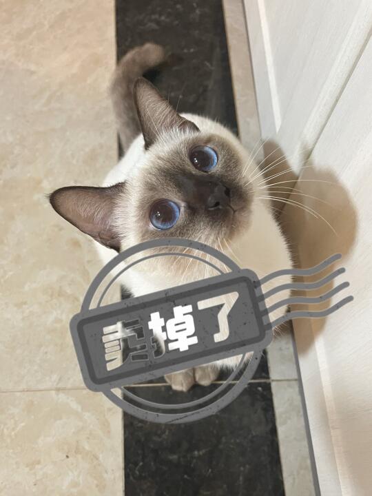 我的猫被人卖掉了