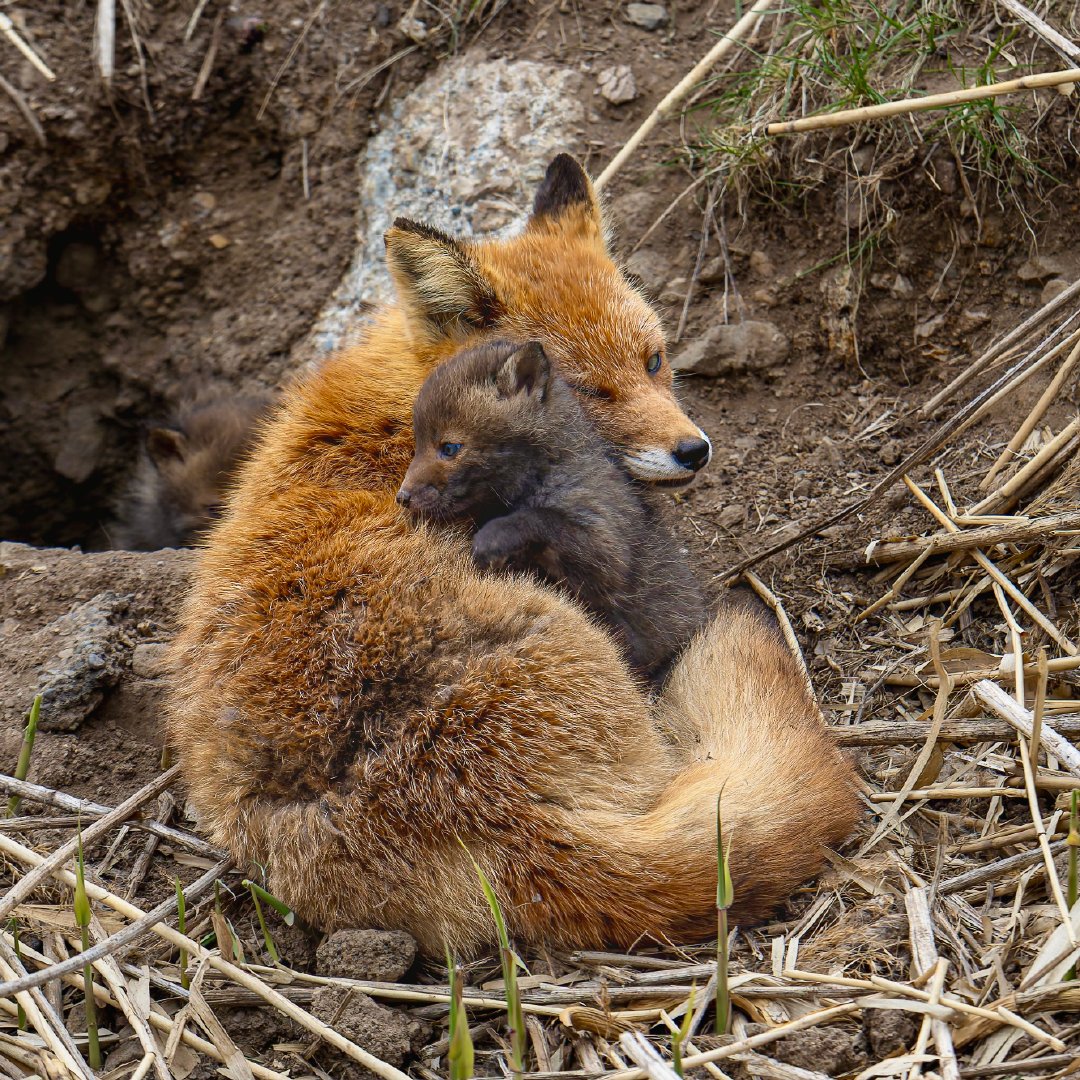 狐狸妈妈的爱的怀抱©️hirokirin_photo 