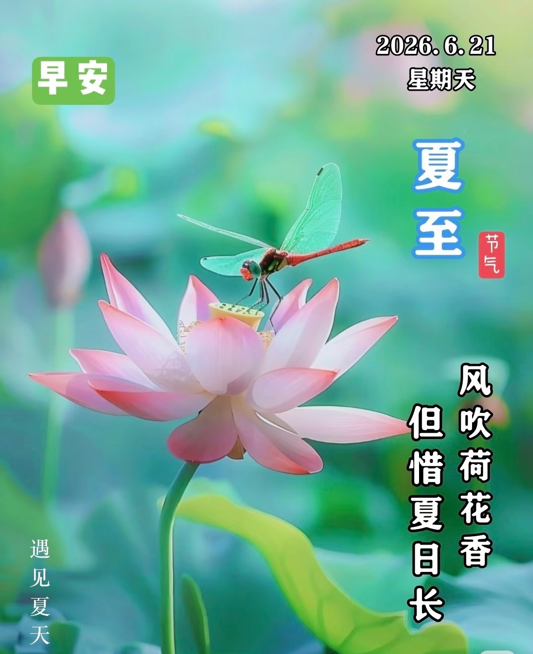 风吹荷花香，但惜夏日长～夏至～是盛夏的起点，也是万物最蓬勃的告白。蝉鸣半夏，荷风