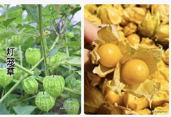 灯笼草
 
这种植物只要在山上碰见一株就发财了，它全身是宝，根茎叶、皮果没有一样