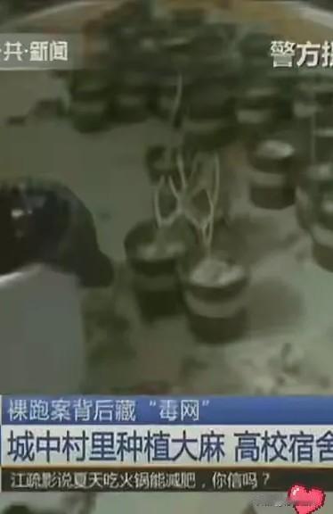 裸跑男牵出毒网：广州城中村藏“大麻田”，高校宿舍当据点卖毒品！

说起毒品，很多