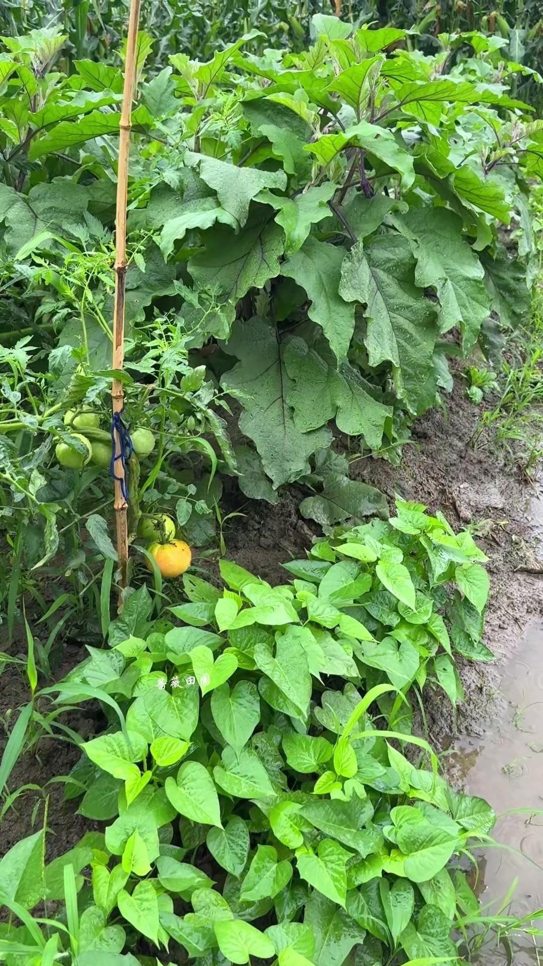喜欢下雨的田园，空气里都是湿润的味道，红瓦白墙的老房子，还有巷口那棵被风吹得沙沙