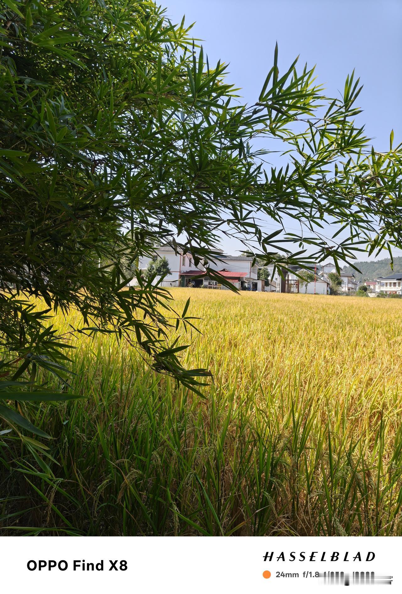 这是在湖南桑植县的民歌基地。
天气晴朗，骄阳似火，几乎有点夏天的味道。这个塅很大