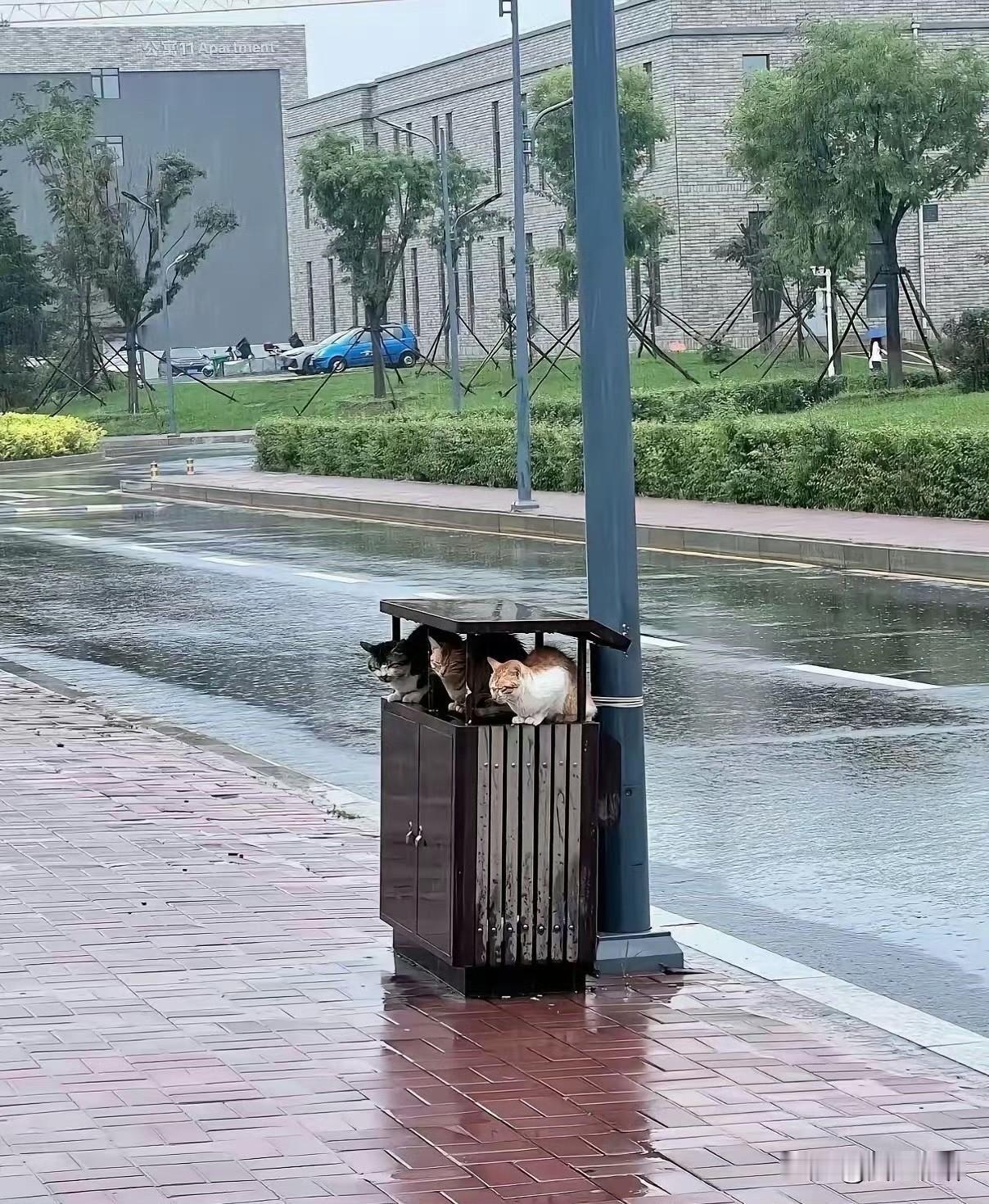 上海街头暴雨中的猫猫