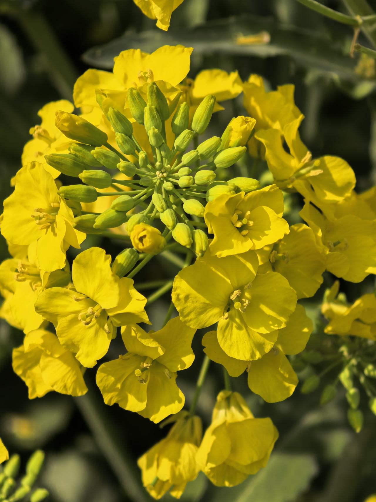 油菜花（芸薹）核心解析
一、形态特征
科属：十字花科芸薹属，一年生草本植物。
花