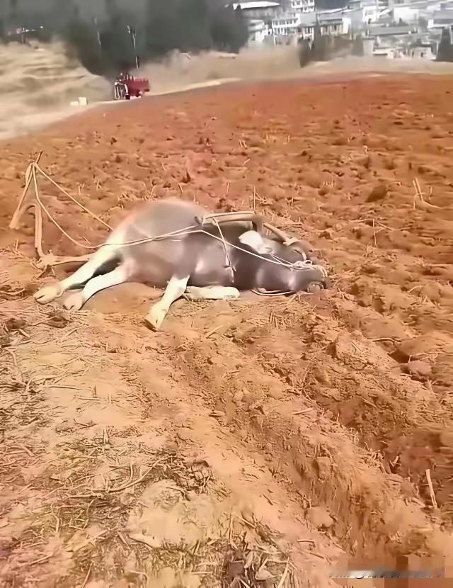 成了家的男人都懂！黄牛不易，生来就是干活的命，男人也不易，扮演着生活中诸多角色，