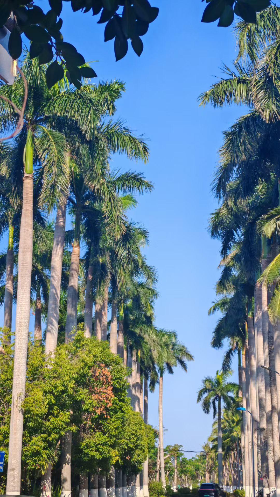 🌴 棕榈树把蓝天抻成透亮的绸，每片叶都在写热带的诗，风一吹，满街都是夏天的韵脚