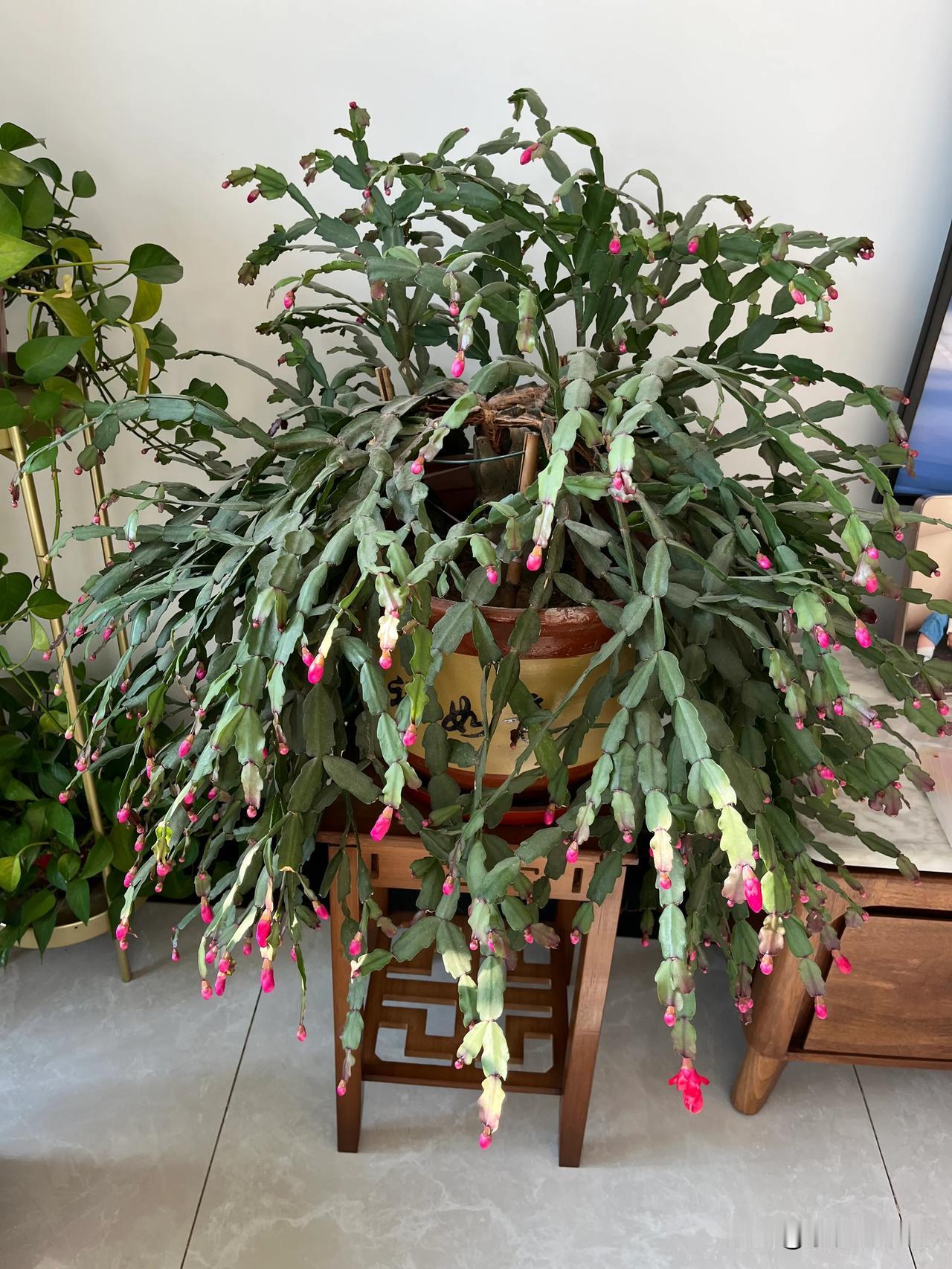 今年暖和，屋里的蟹爪莲感觉很快就要开了

我妹买了些儿童毛巾，下午菠萝大治在那挑