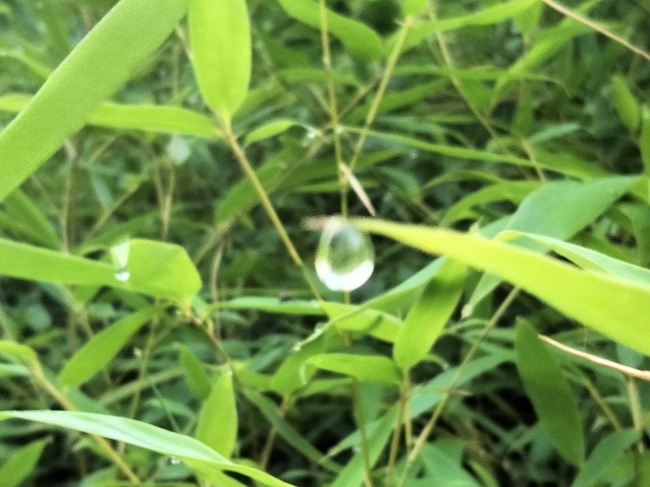晨曦露珠竹叶青。