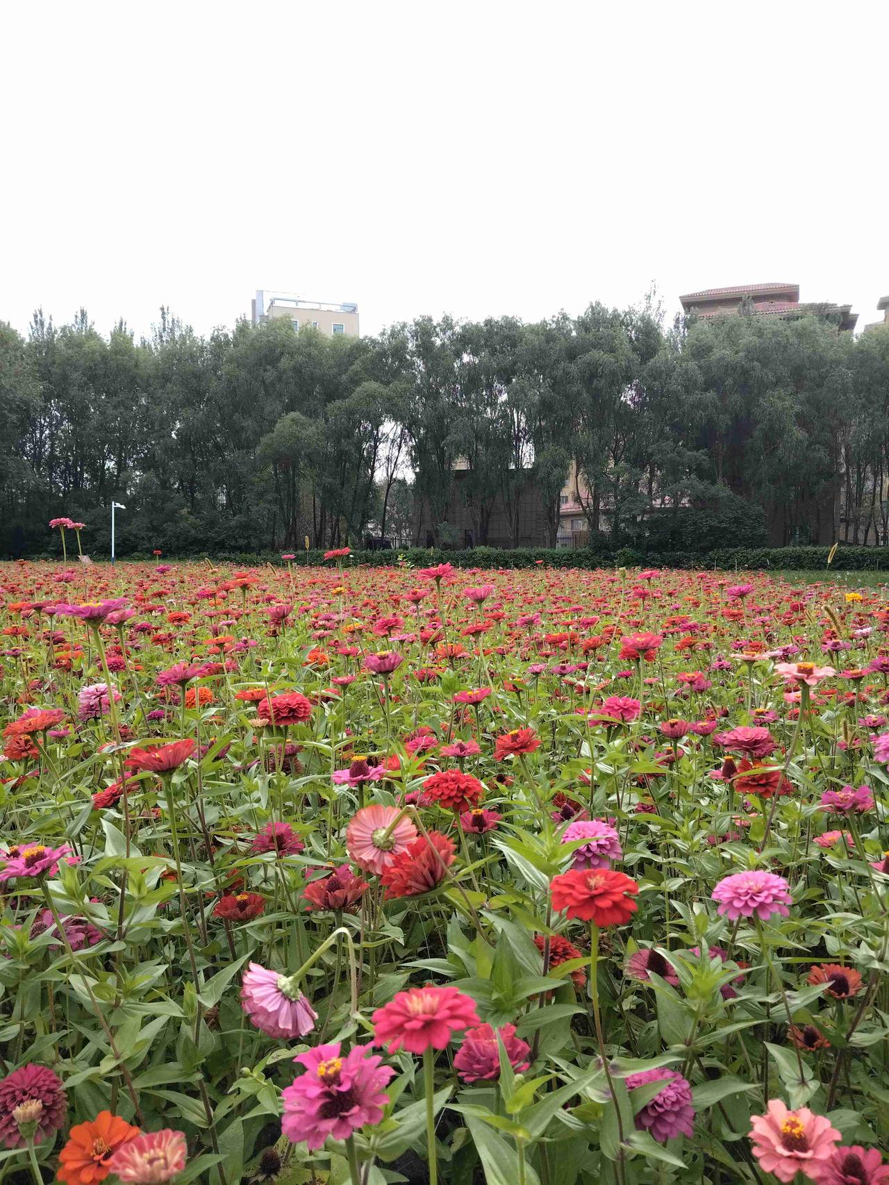 我的今日状态：😁轻松愉快
我这里的天气：☀️晴天
    这里是黑龙江省肇东市