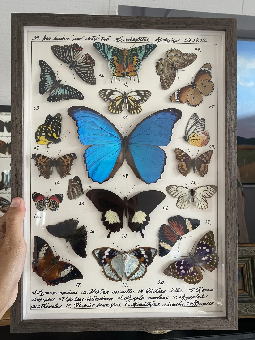 标本 昆虫 蝴蝶