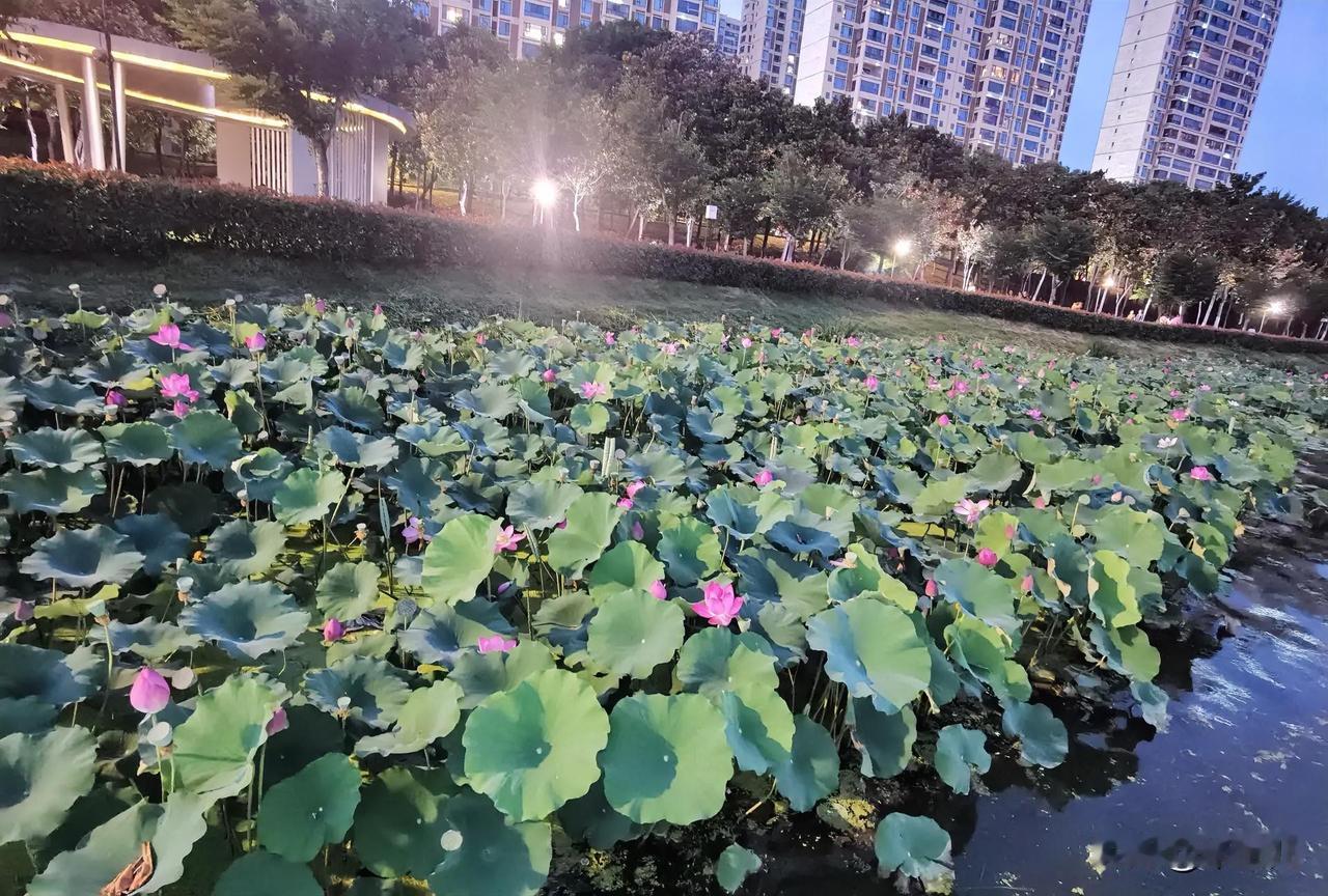 退休后单身女人的觉醒，
各人有退休金，不缺吃的，
也不缺喝的，
就缺一个男人睡觉