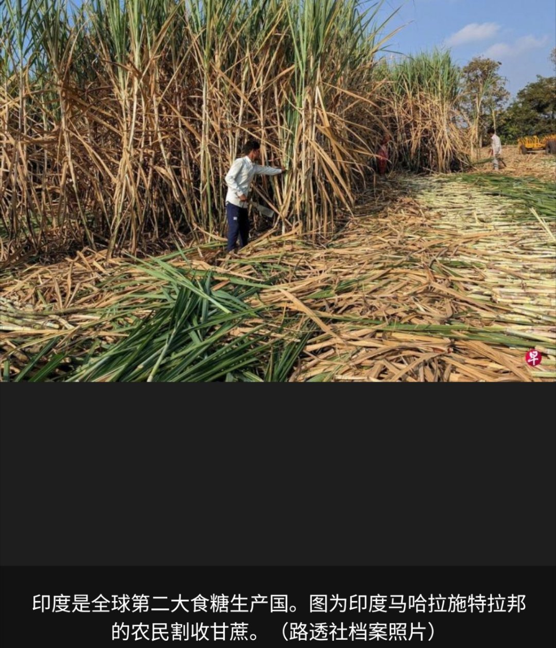 寰球镜头看来印度是真的缺糖了，要知道他们可是宁愿让一些老百姓饿肚子也要大量出口粮