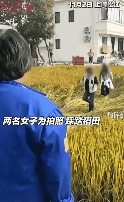 “太可恶了！”上海松江，两名女子出去游玩，看到一片黄澄澄的水稻就想用水稻做背景拍