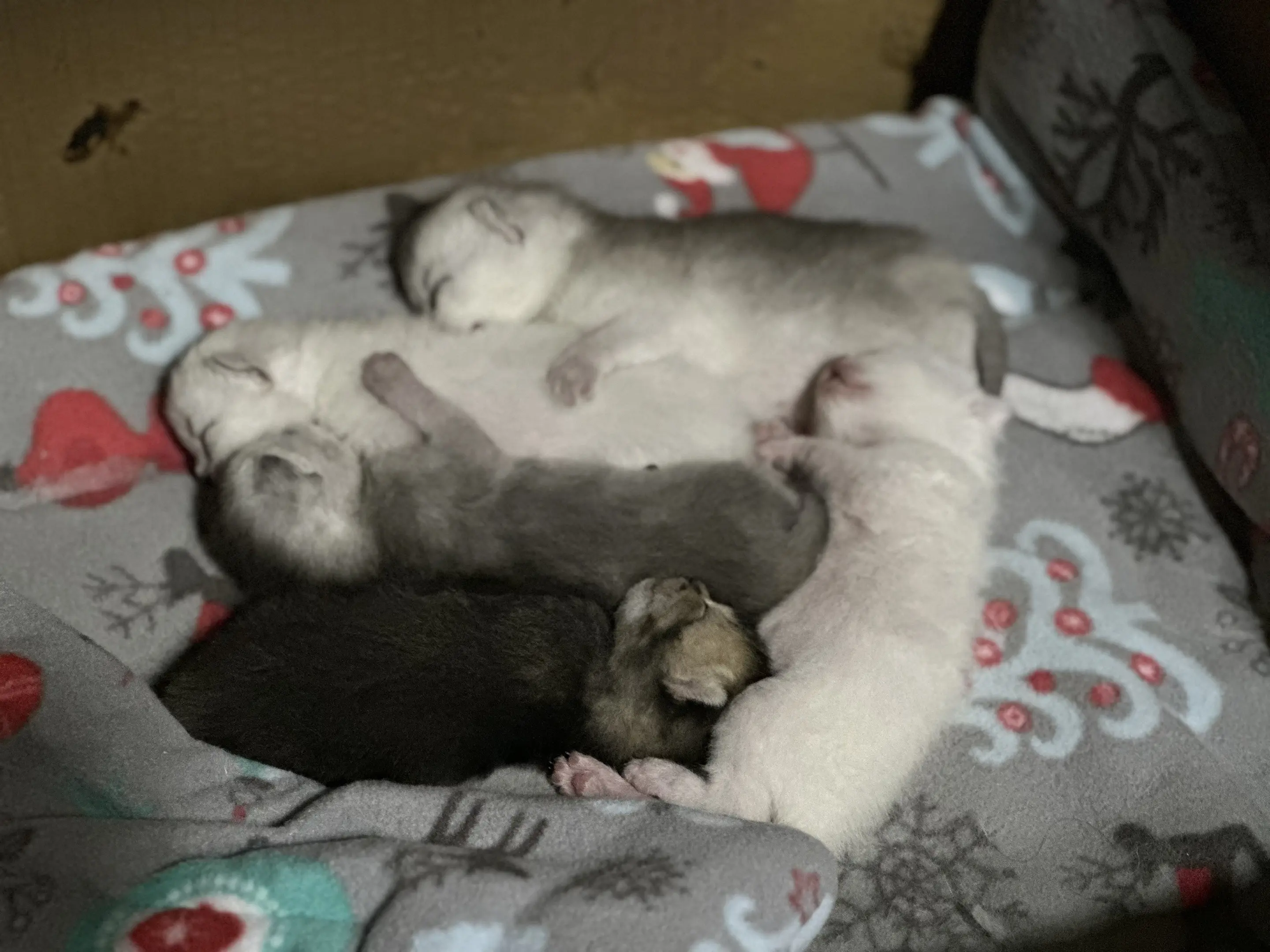 猫崽