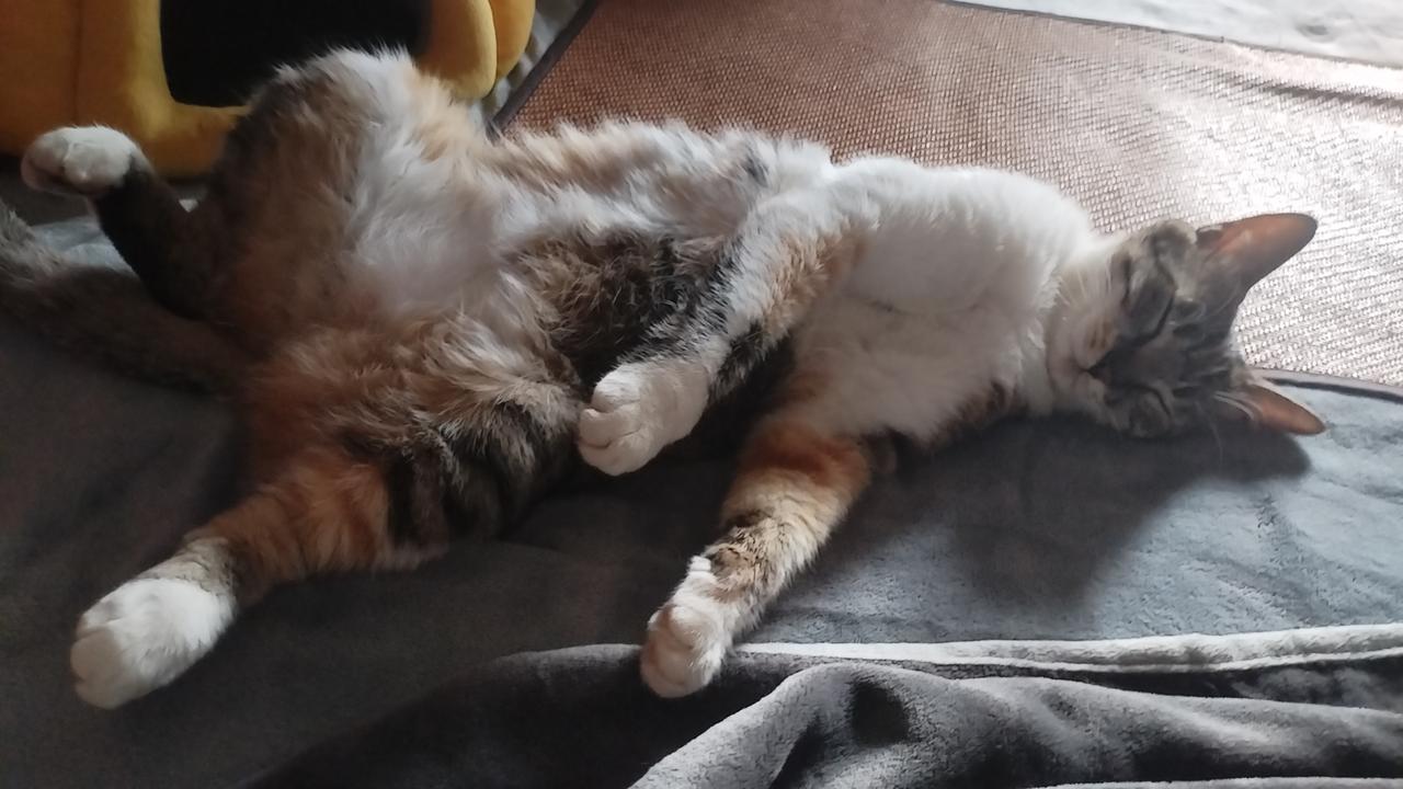 拍一张你家猫睡觉的样子我的猫猫睡觉都这么妖娆