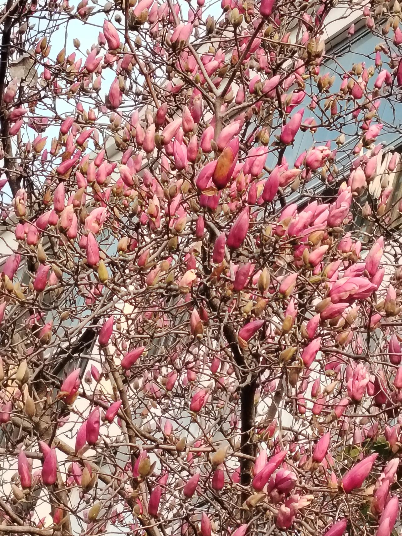 玉兰花盛开