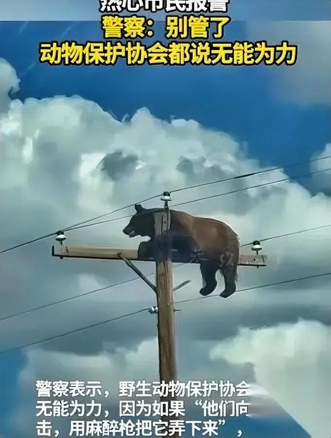 这只美国熊太作

谁都救不了它

你猜它把自己作进啥绝境了？

7月21日出的这