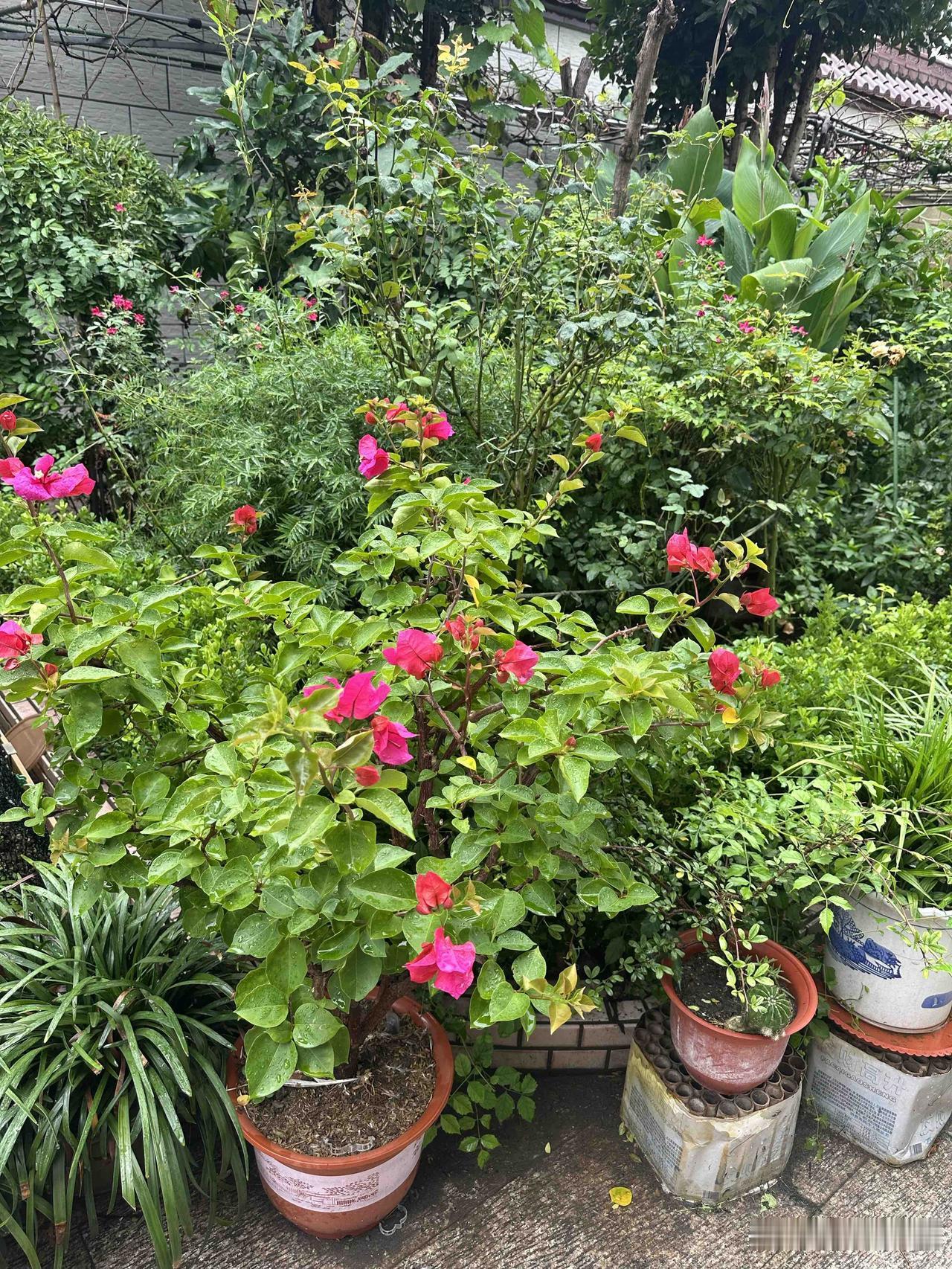 闲暇打理自家小院，满眼花开，平凡日子也充满温柔生机