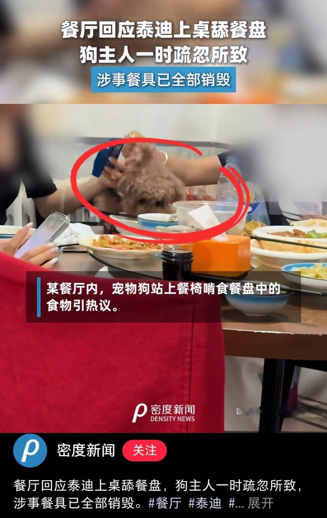寰球镜头猫狗应该禁止进入餐厅，不然一不小心就容易上桌舔盘子。