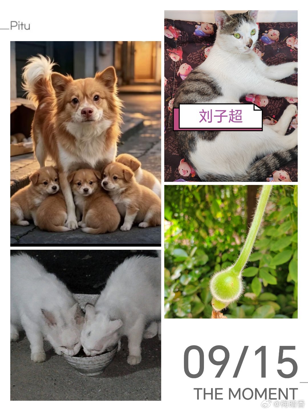 刘子超跳上我的电动车，我没有觉察，到了下一个投喂点停下车才看到他。两个投喂点距离